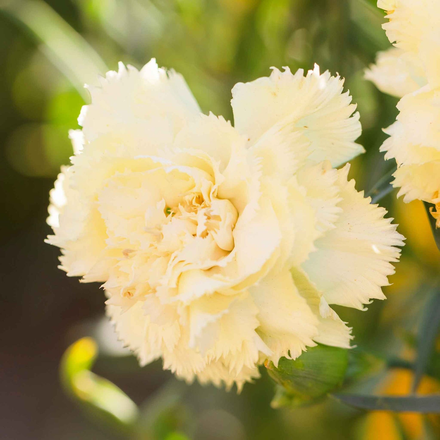 Yellow Marie Chabaud Carnation in full bloom with ruffled petals on a blurred background.
