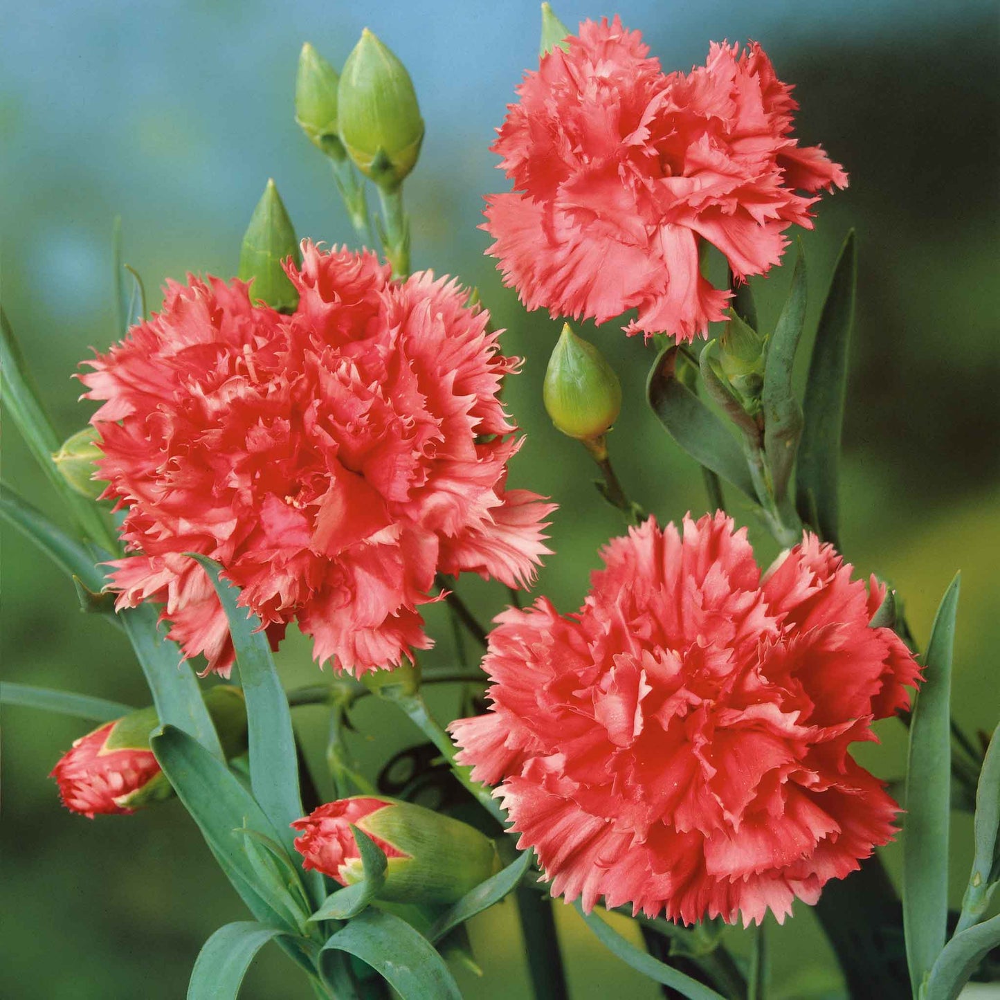 Orange Sherbet Carnations with ruffled petals and green stems against a light background.