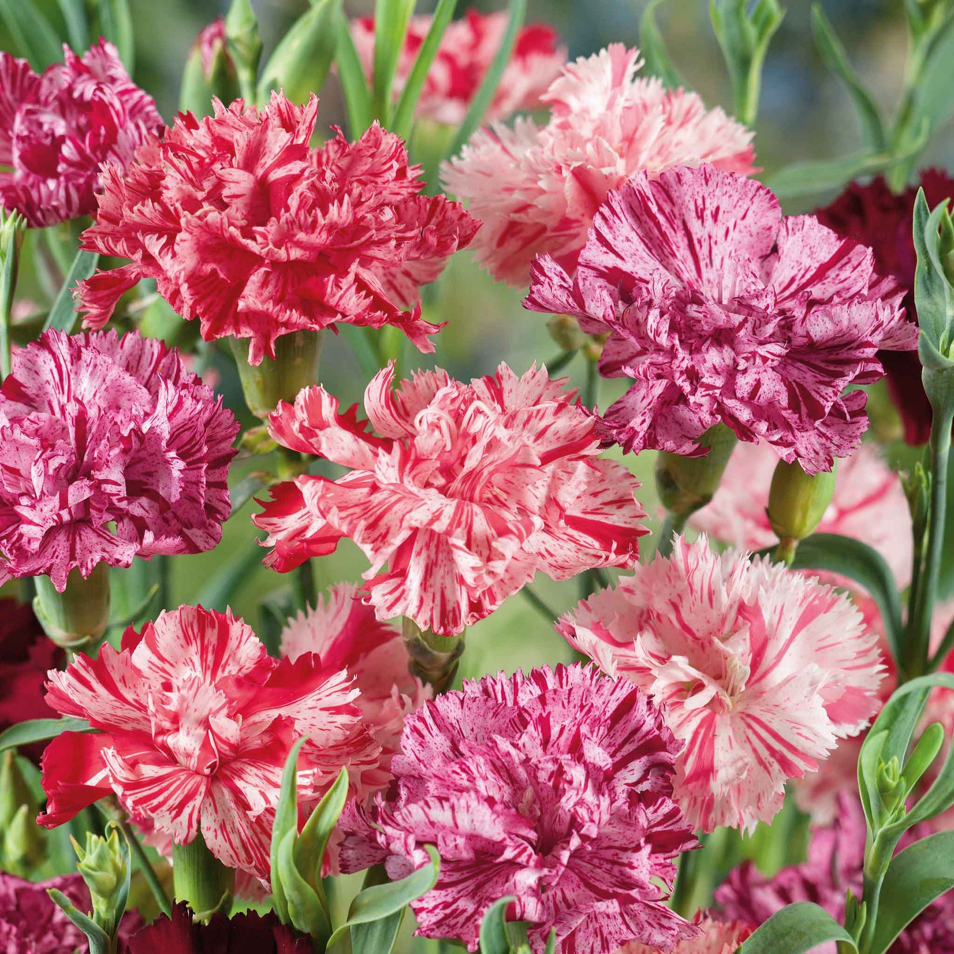 Pink, white and red Picotee Mix Carnations with ruffled petals against a light background.