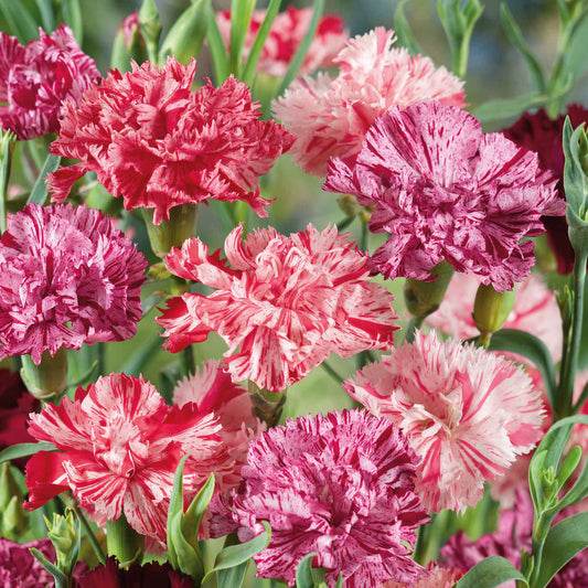 Pink, white and red Picotee Mix Carnations with ruffled petals against a light background.