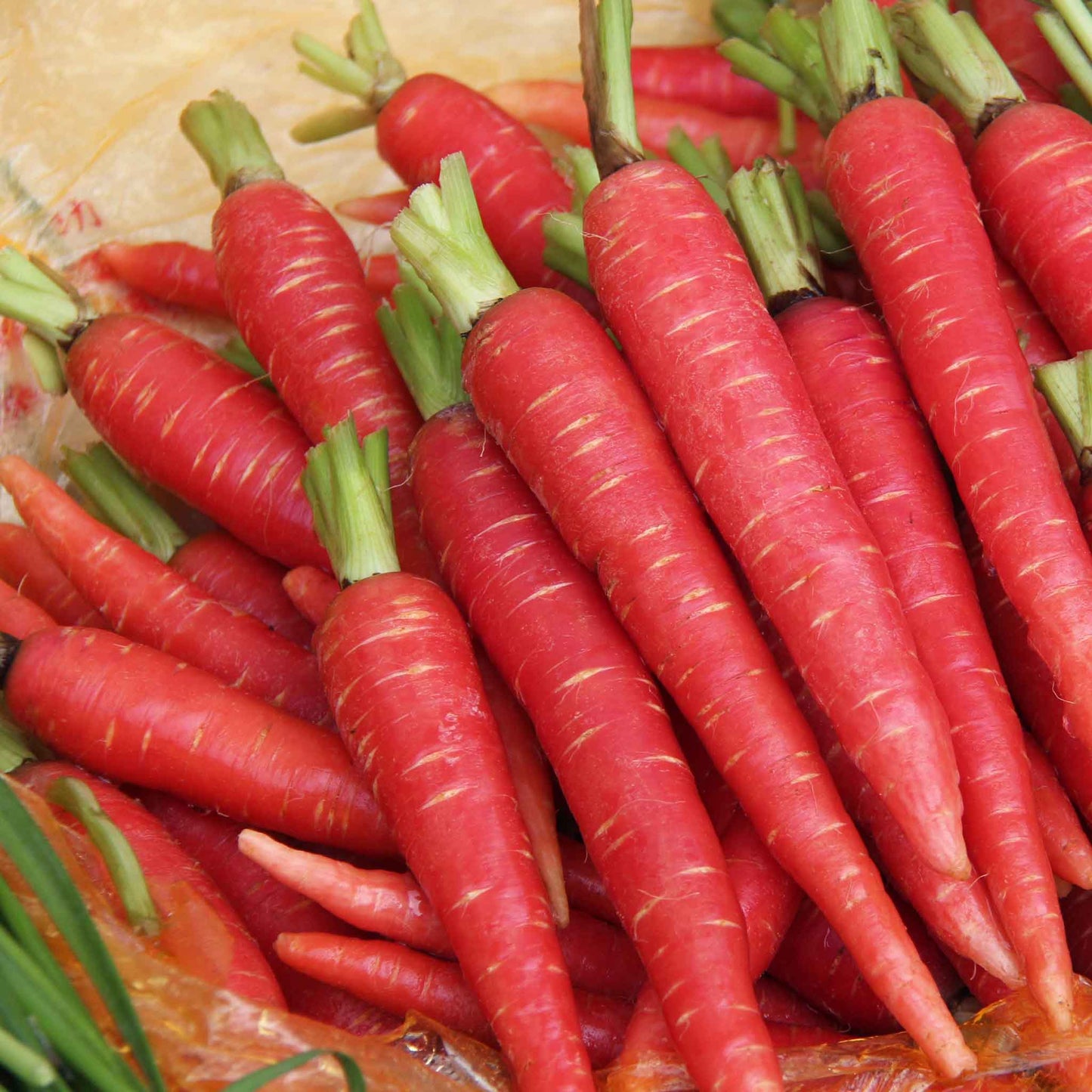 A close-up of several vibrant, reddish-pink 'Atomic Red' carrots with their green tops.