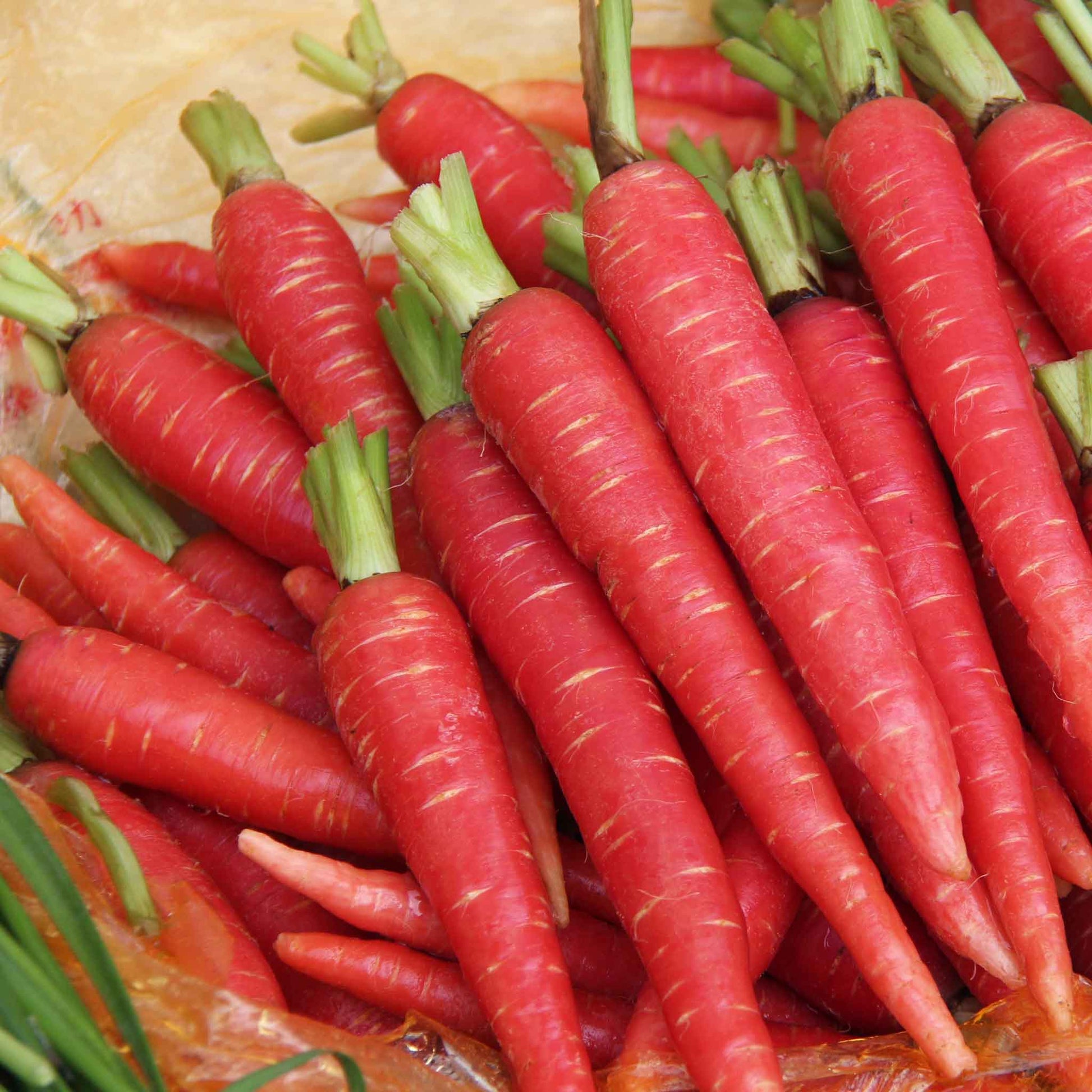 A close-up of several vibrant, reddish-pink 'Atomic Red' carrots with their green tops.