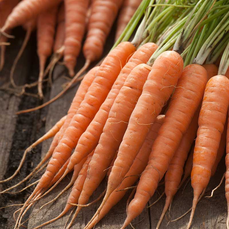 Orange chantenay red cored carrots with green tops are bunched together. | copyright: Floramedia UK Ltd