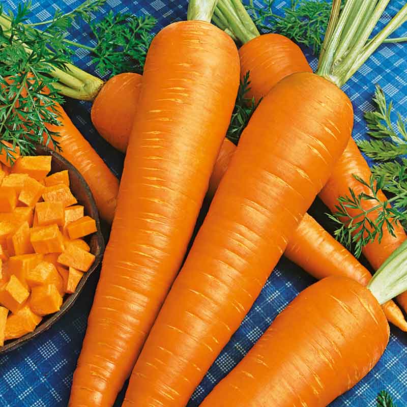 A close-up shot of a single, vibrant orange Danvers 126 carrot, showcasing its smooth skin and tapered shape.