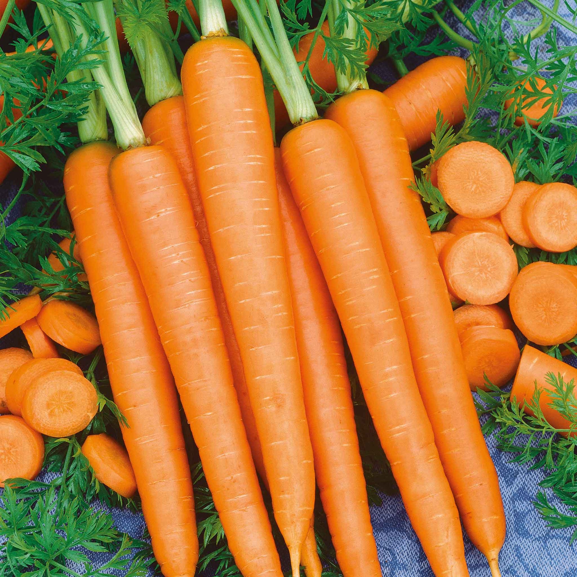 Orange imperator 58 carrots with green tops are bunched together.