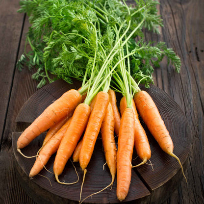 Small, thin 'Little Finger' carrots are tied into a bunch with green tops intact, freshly harvested