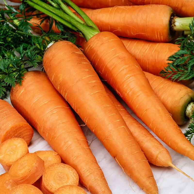 Bright orange Danvers 126 carrots are shown in a bunch, with green tops, and some carrot slices. | copyright: Floramedia UK Ltd