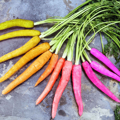 A close-up of a vibrant mix of purple, yellow, and orange 'Rainbow Blend' carrots with green tops.
