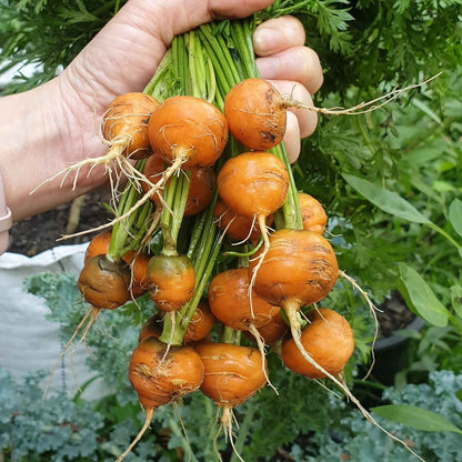 A close-up view of several small, round, bright orange Parisian carrots with green tops.