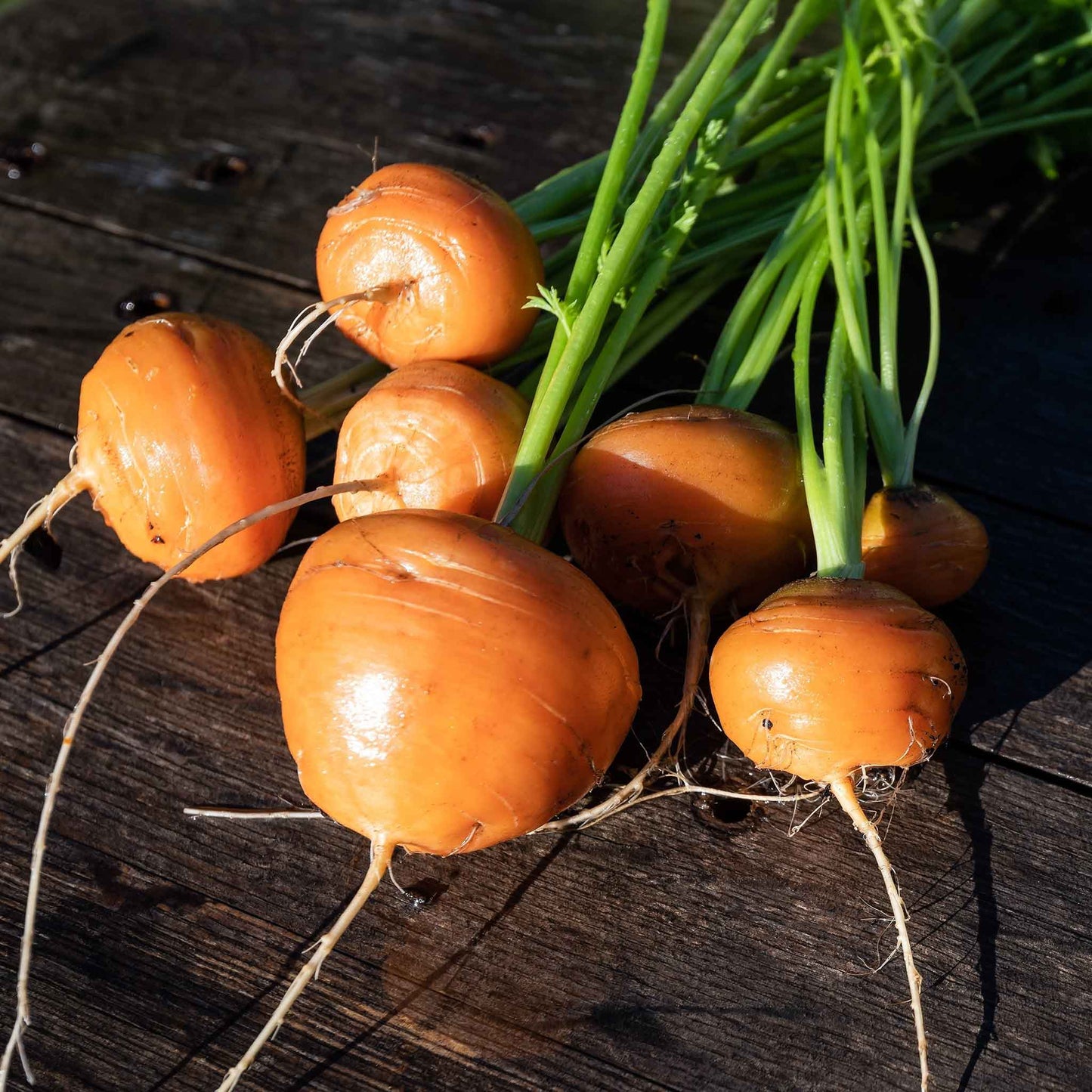 A close-up shot of several small, round, vibrant orange Parisian carrots on a dark background.