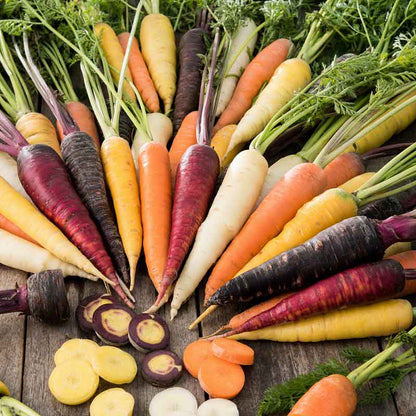 A rainbow blend of purple, yellow, and orange carrots with green tops are bunched together on a neutral background. | copyright: Floramedia UK Ltd