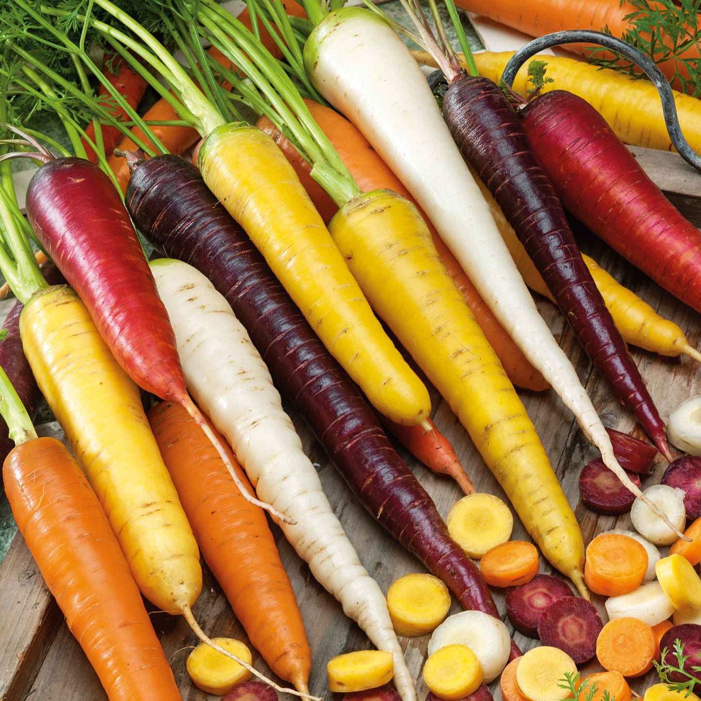 A variety of colorful rainbow blend carrots—orange, yellow, and purple—are displayed together in a bunch.