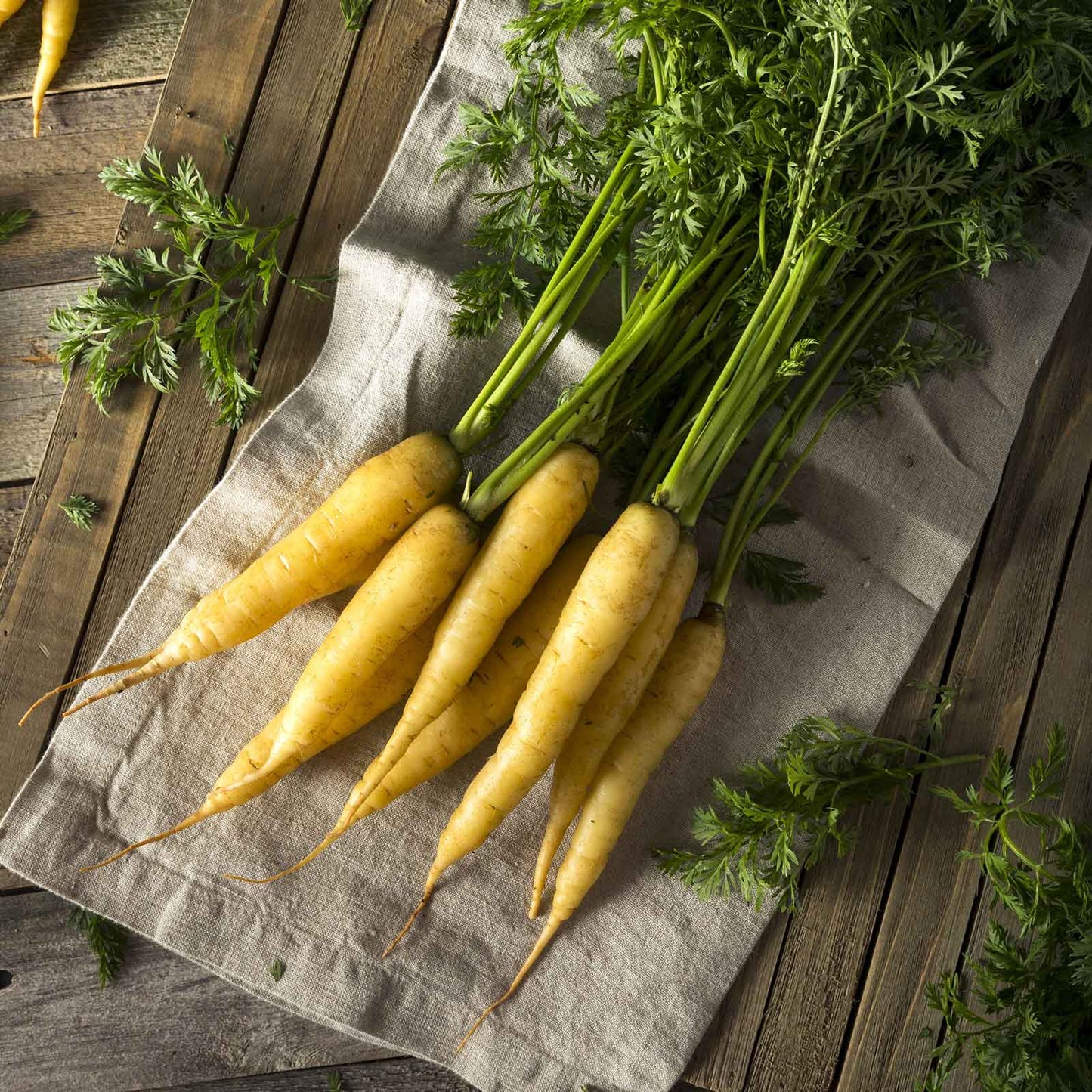 A close-up of several bright yellow 'Solar Yellow' carrots with green tops, freshly harvested.