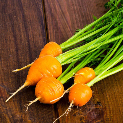 A close-up of several small, round, vibrant orange 'Thumbelina' carrots with green tops.