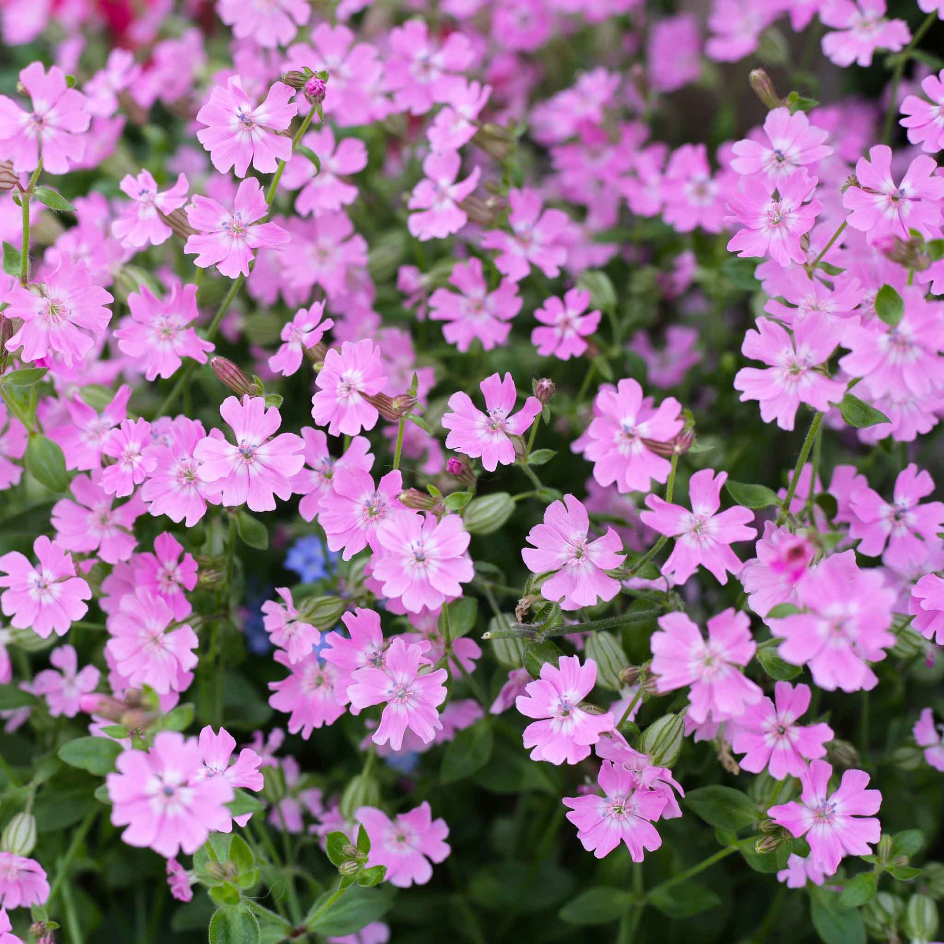 Light pink Nodding Catchfly flowers on green stems against a blurred garden background.