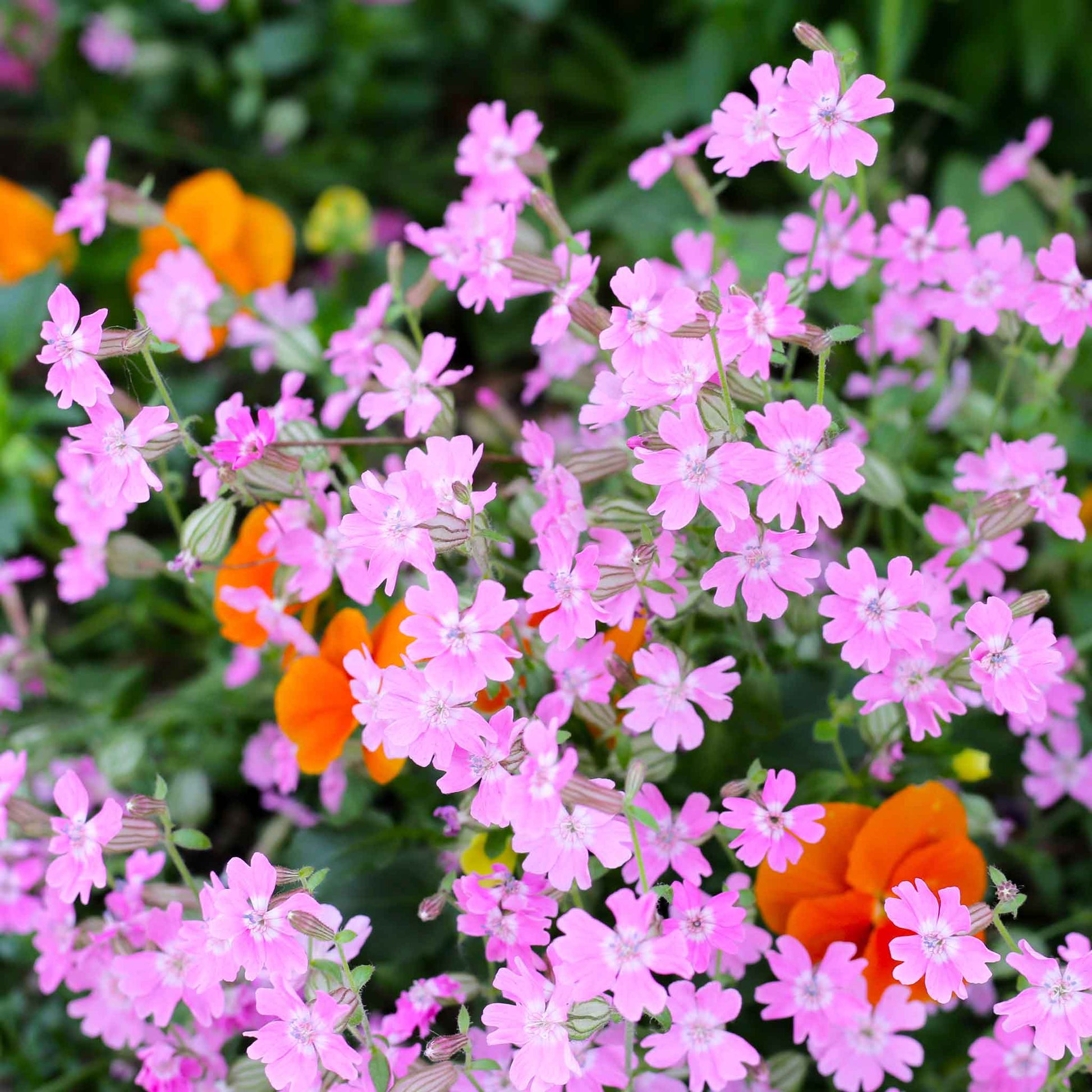 Small pink Nodding Catchfly flowers with orange blooms visible against a green background.