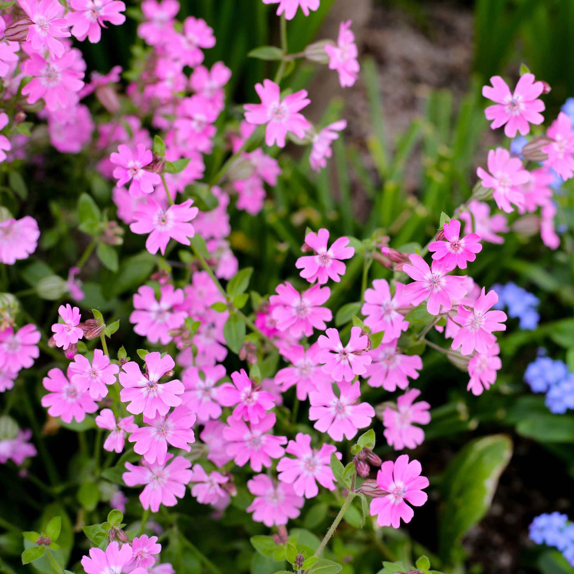 Small pink Nodding Catchfly flowers in full bloom against a blurred green background.