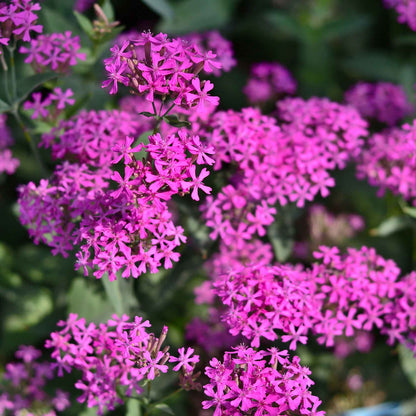 Bright pink Catchfly flowers in a large cluster against a blurred green background.