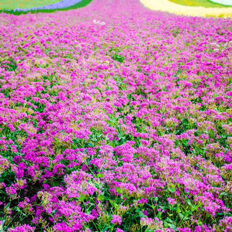 Dense carpet of bright pink Catchfly flowers covering a field with green foliage below.