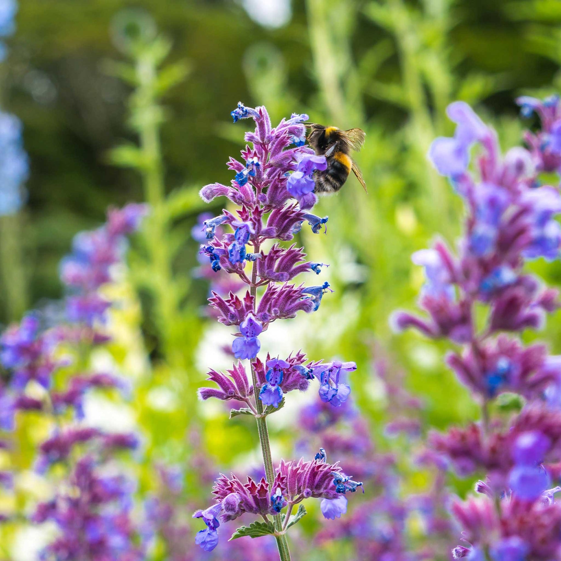 A close-up shot of a purple catmint flower in bloom, with green leaves in the background.
