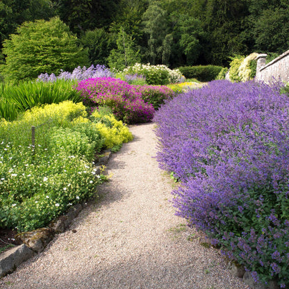 A close-up of a Catmint 'Six Hills Giant' plant with purple flowers and green foliage.