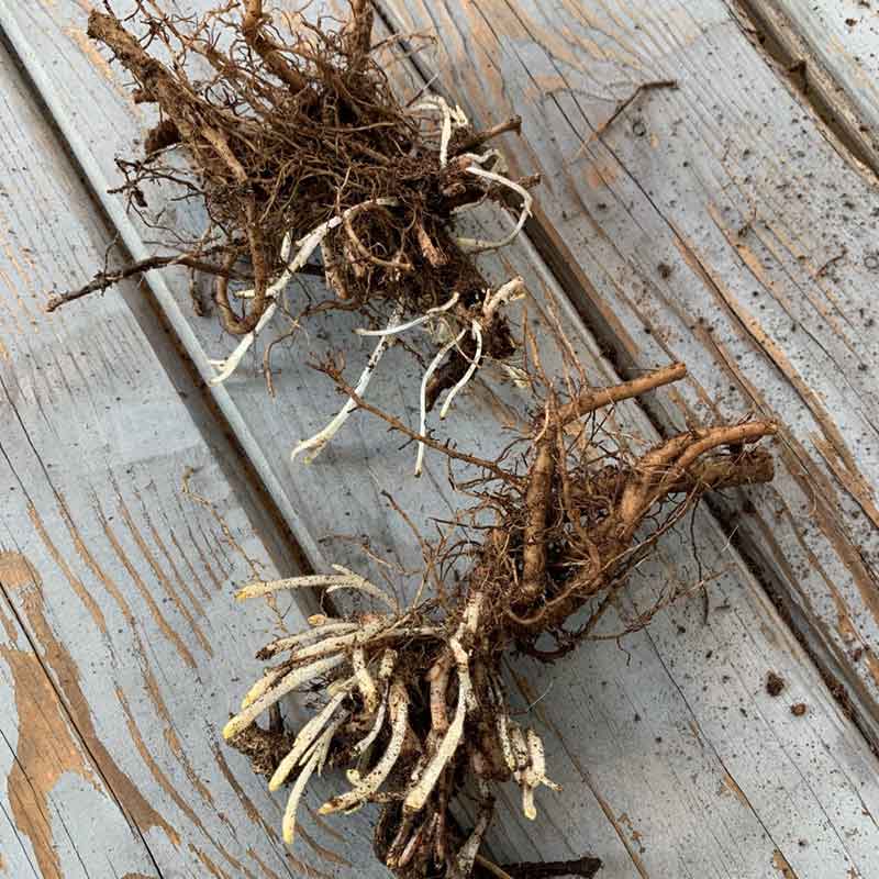 Two Catmint Roots sitting on a wooden surface.