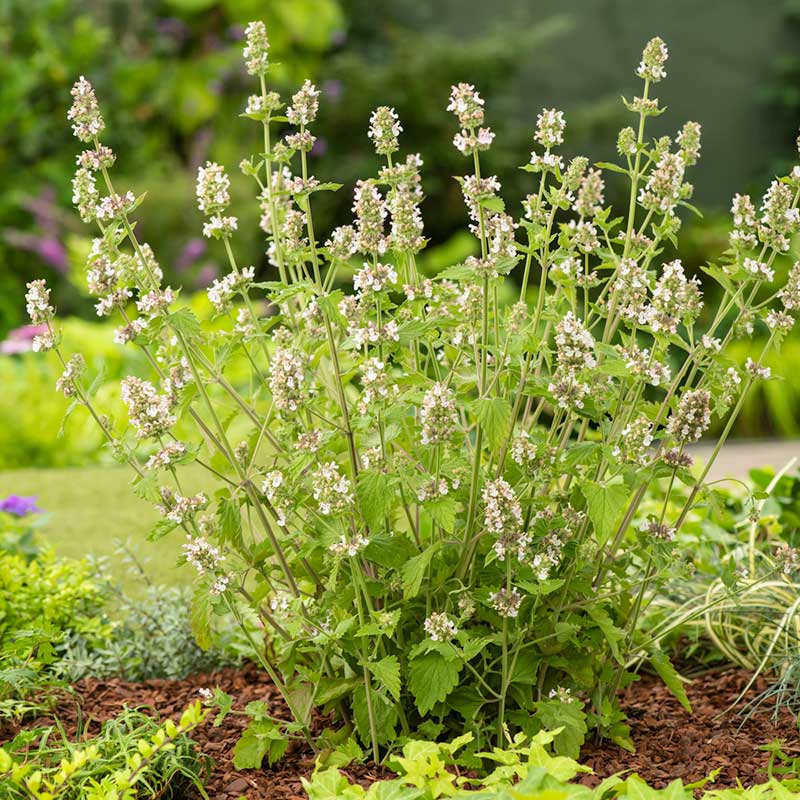Close-up of a white catnip flower cluster with purple spots and fuzzy green leaves.