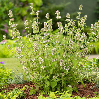 Close-up of a white catnip flower cluster with purple spots and fuzzy green leaves.