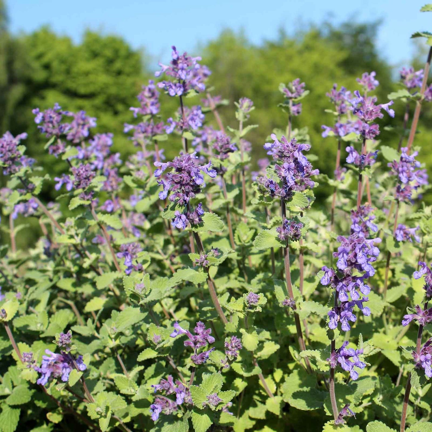 Lemon Catnip plant featuring green leaves and small purple flowers.