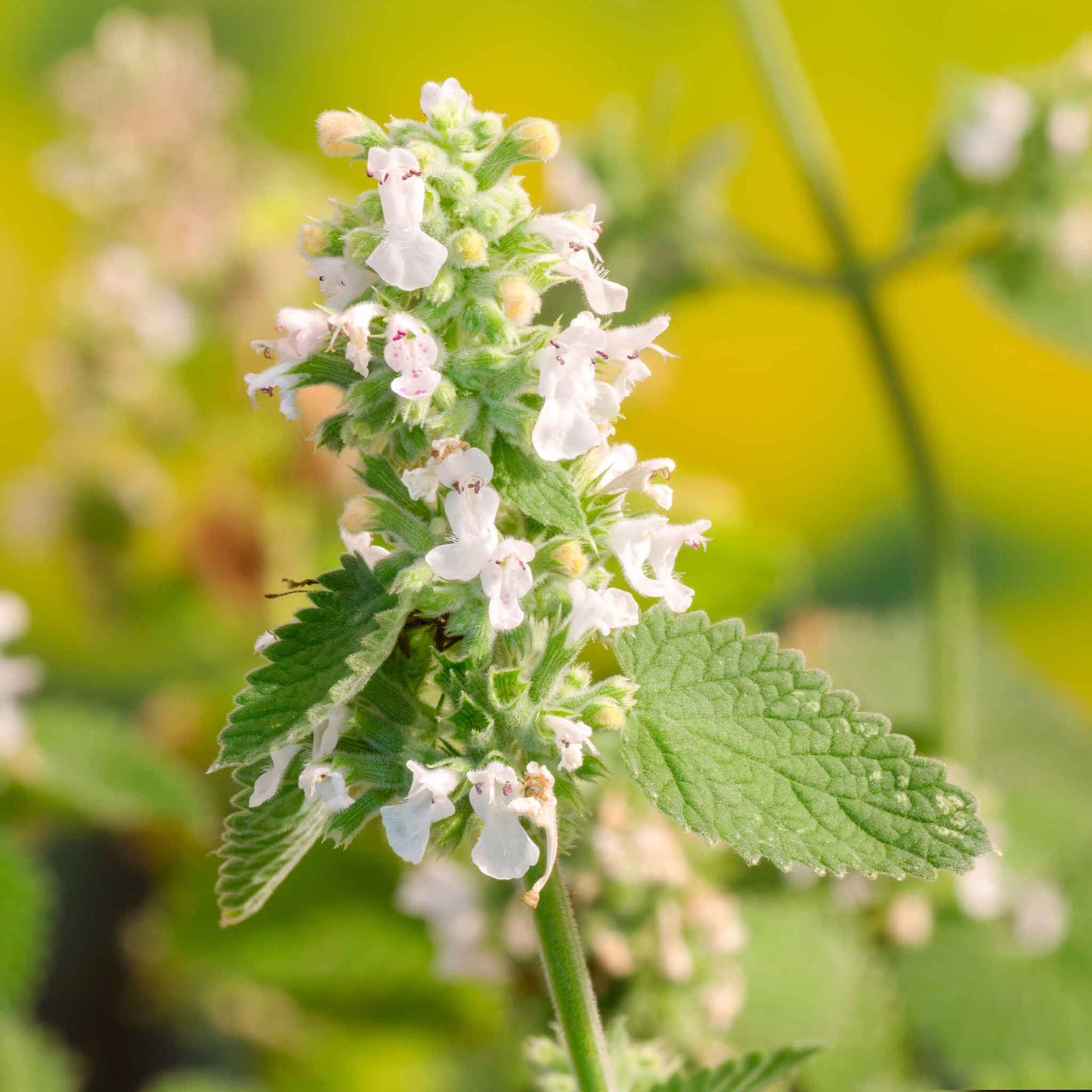 Close-up of fresh, green catnip leaves on square stems in a garden setting.
