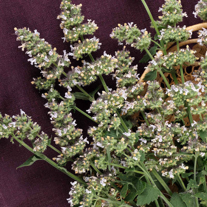 Close-up of heart-shaped, textured green catnip leaves with serrated edges and small white flowers.