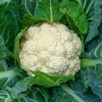 A close-up of a Snowball Y Improved cauliflower head with green leaves, shown in a garden background.