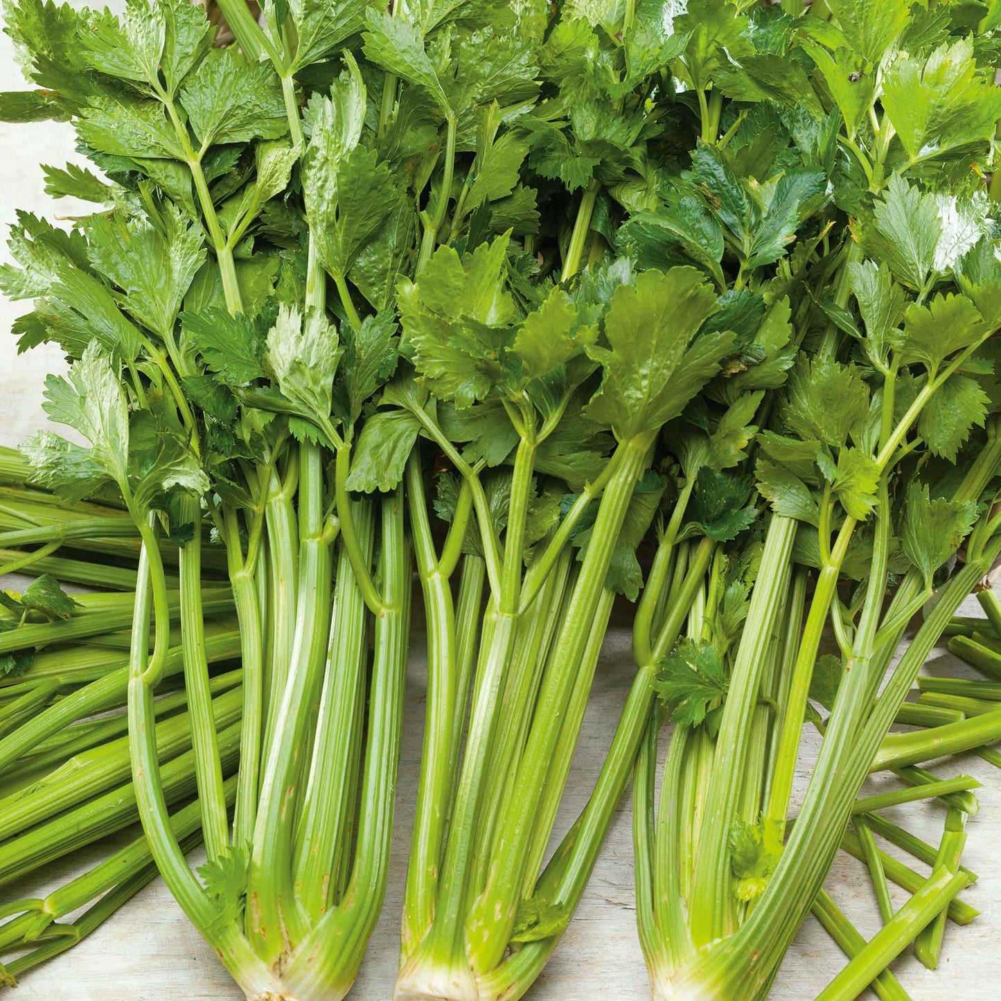 Close-up of a bunch of green Pascal celery stalks with leaves.