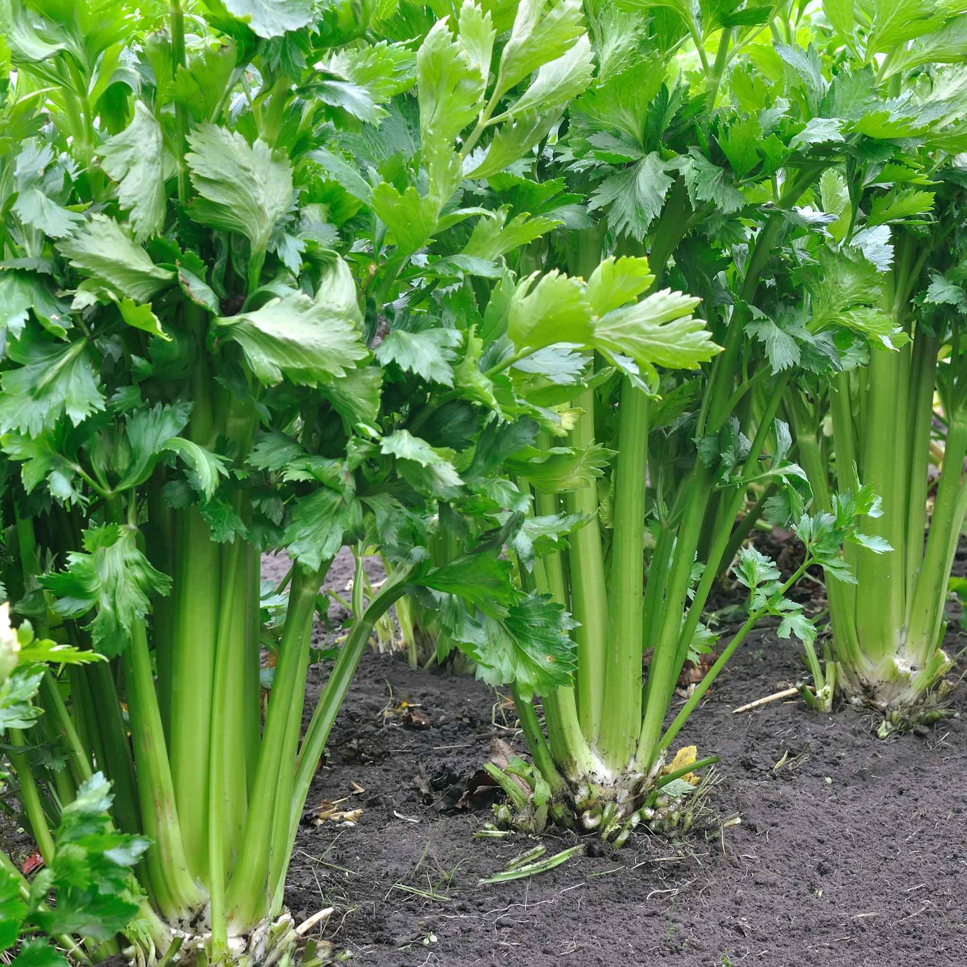 A close-up of Tall Utah 52-70 celery stalks with vibrant green leaves and a thick, crisp stem, ready for harvest.