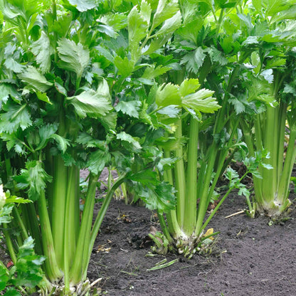 A close-up of Tall Utah 52-70 celery stalks with vibrant green leaves and a thick, crisp stem, ready for harvest.