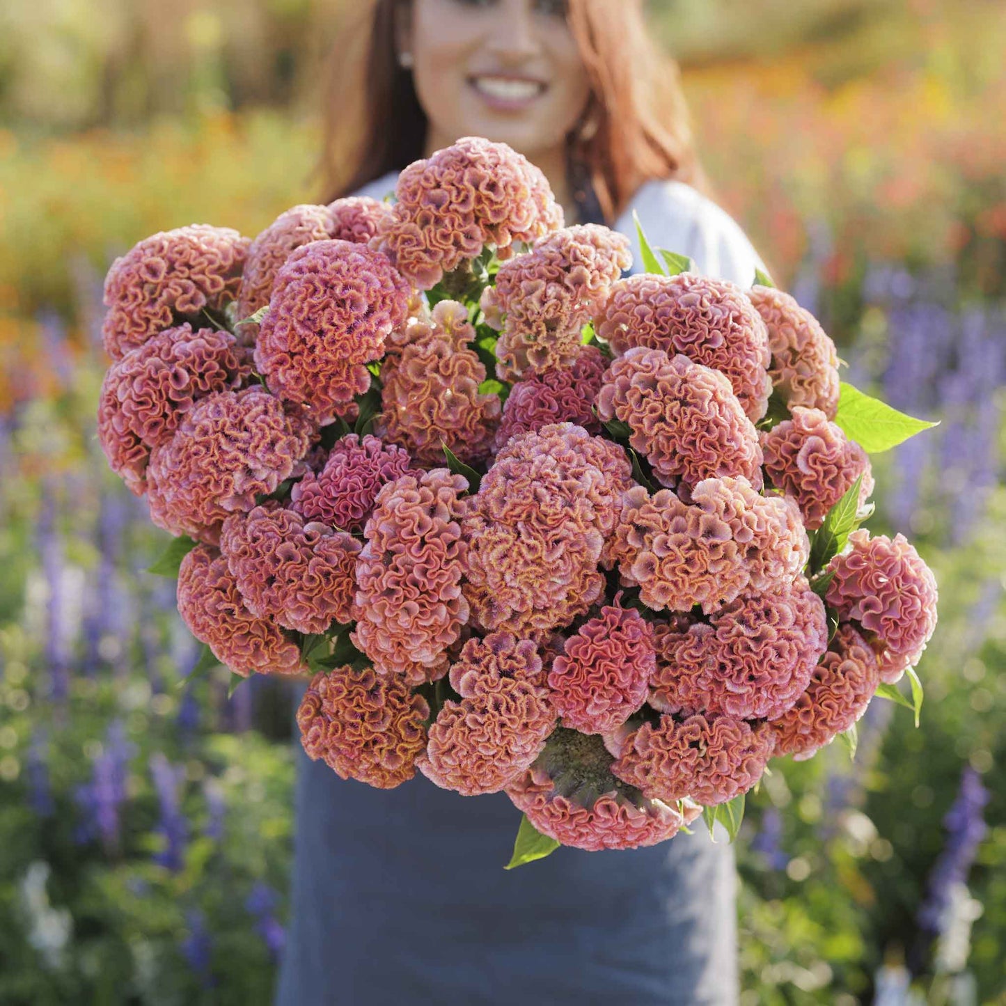 Bright pink Celosia Act Pink feathery blooms grouped together against a blurred background.