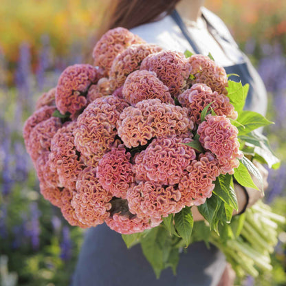 Tall bright pink Celosia Act Pink flower spikes in a cluster against a blurred background.