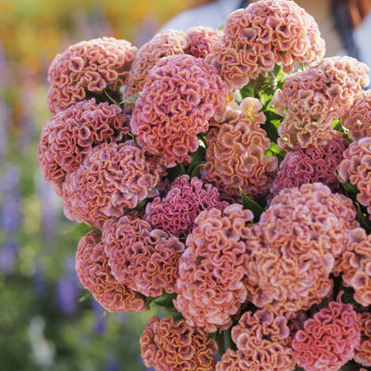 Close-up of a bright pink Celosia Act Pink dense round bloom against a blurred background.