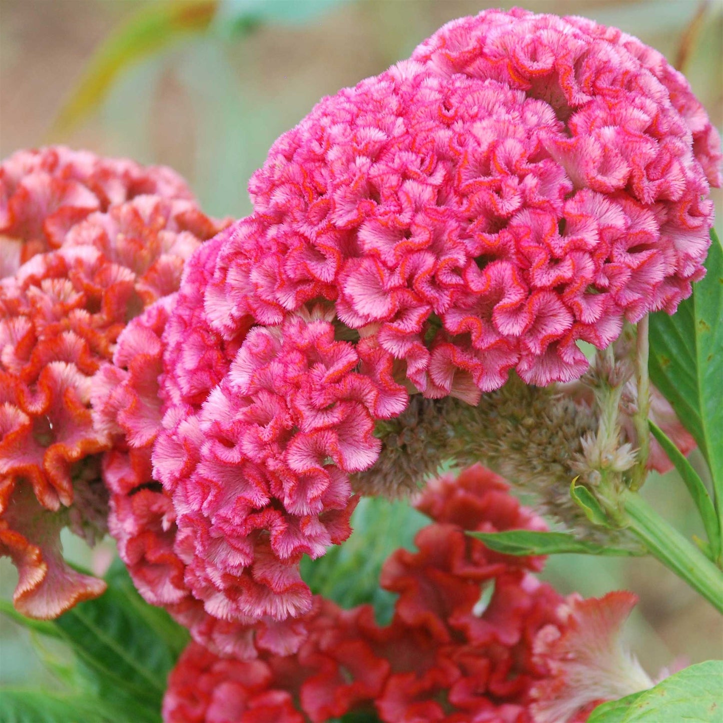 A close-up of a Bright pink Celosia Chief Rose with large blooms against a soft blurred background