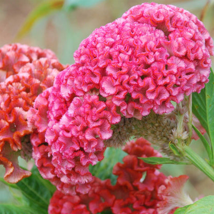 A close-up of a Bright pink Celosia Chief Rose with large blooms against a soft blurred background