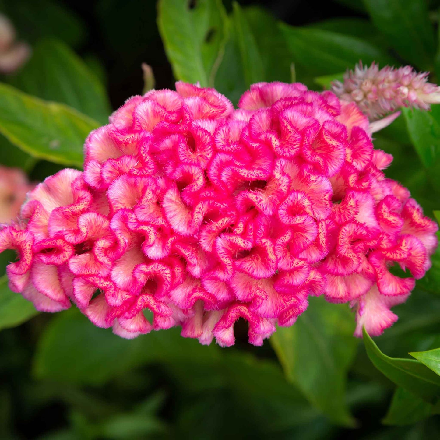 Vivid pink Celosia Chief Rose large round fluffy blooms against a dark blurred background.