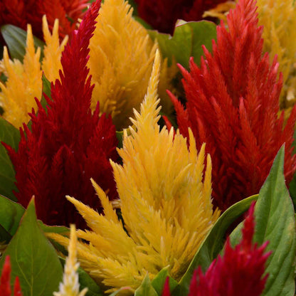 Red and orange Celosia First Flame Mix tall plumes growing against a blurred background.