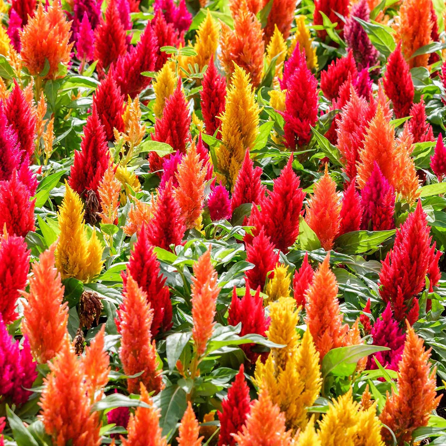 Red, orange and yellow Celosia First Flame Mix feathery plumes against a blurred background.