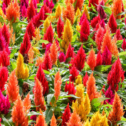Red, orange and yellow Celosia First Flame Mix feathery plumes against a blurred background.
