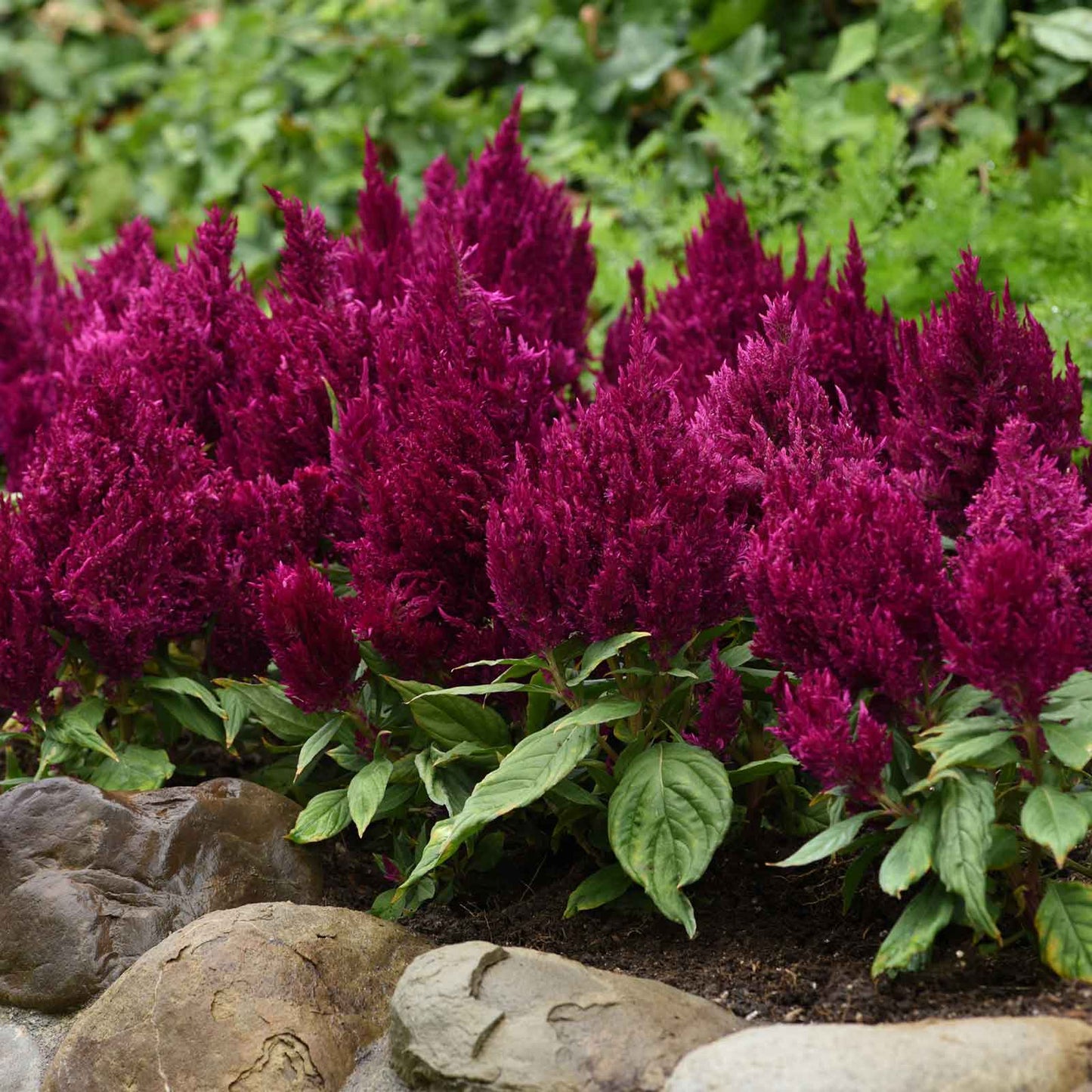 Deep purple Celosia First Flame Purple in full bloom with green leaves in the background.