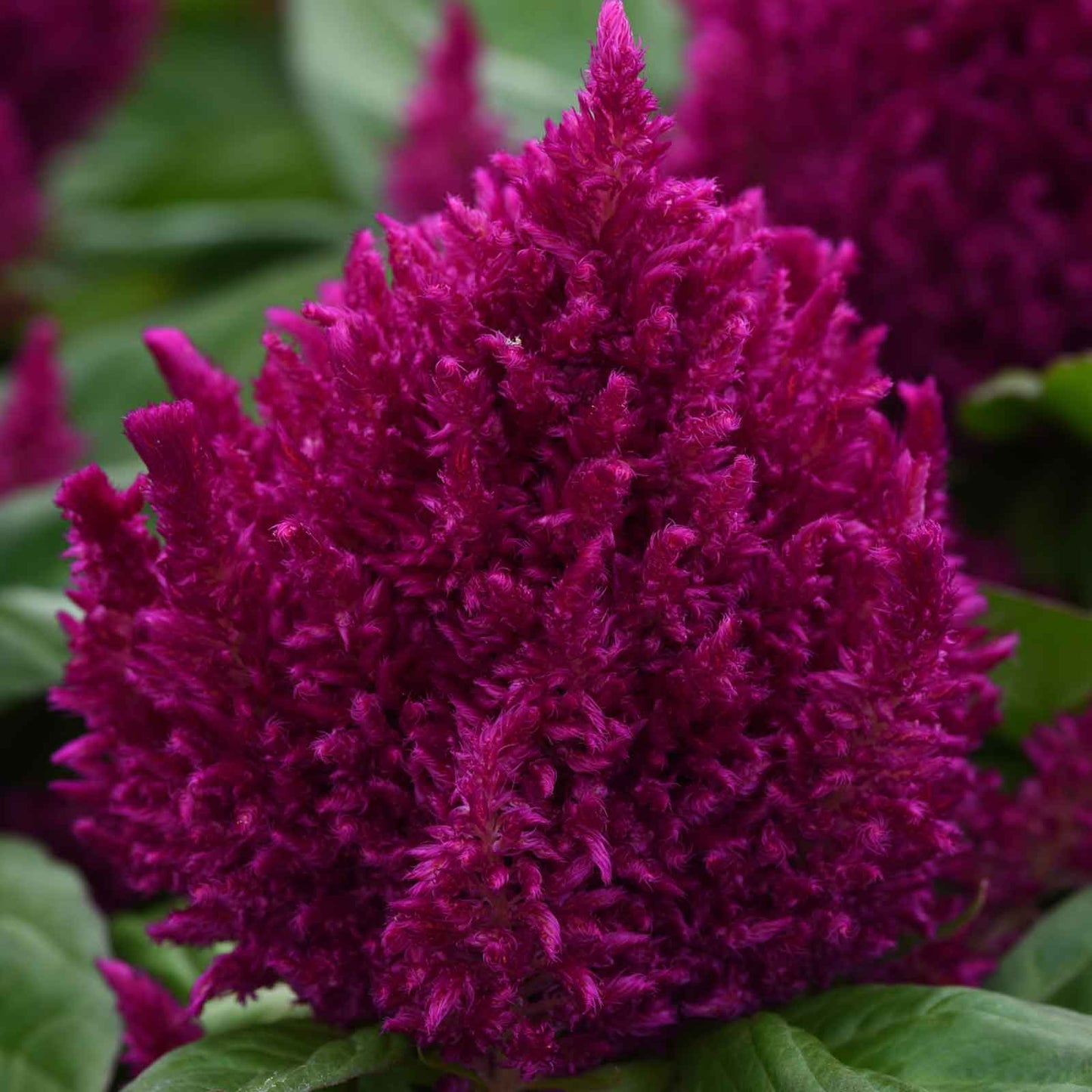 Deep purple Celosia First Flame Purple feathery plumes against a blurred green background.