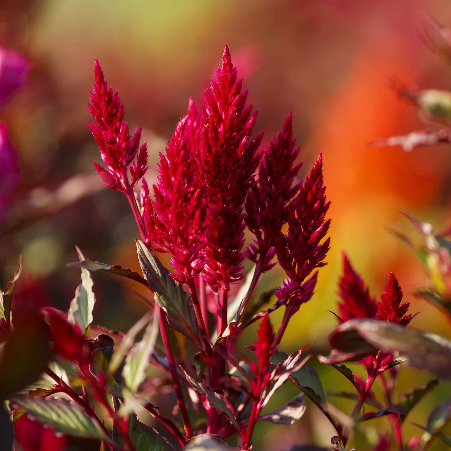 A vibrant, forest fire red celosia flower with a unique brain-like texture, standing out against a blurred green background.