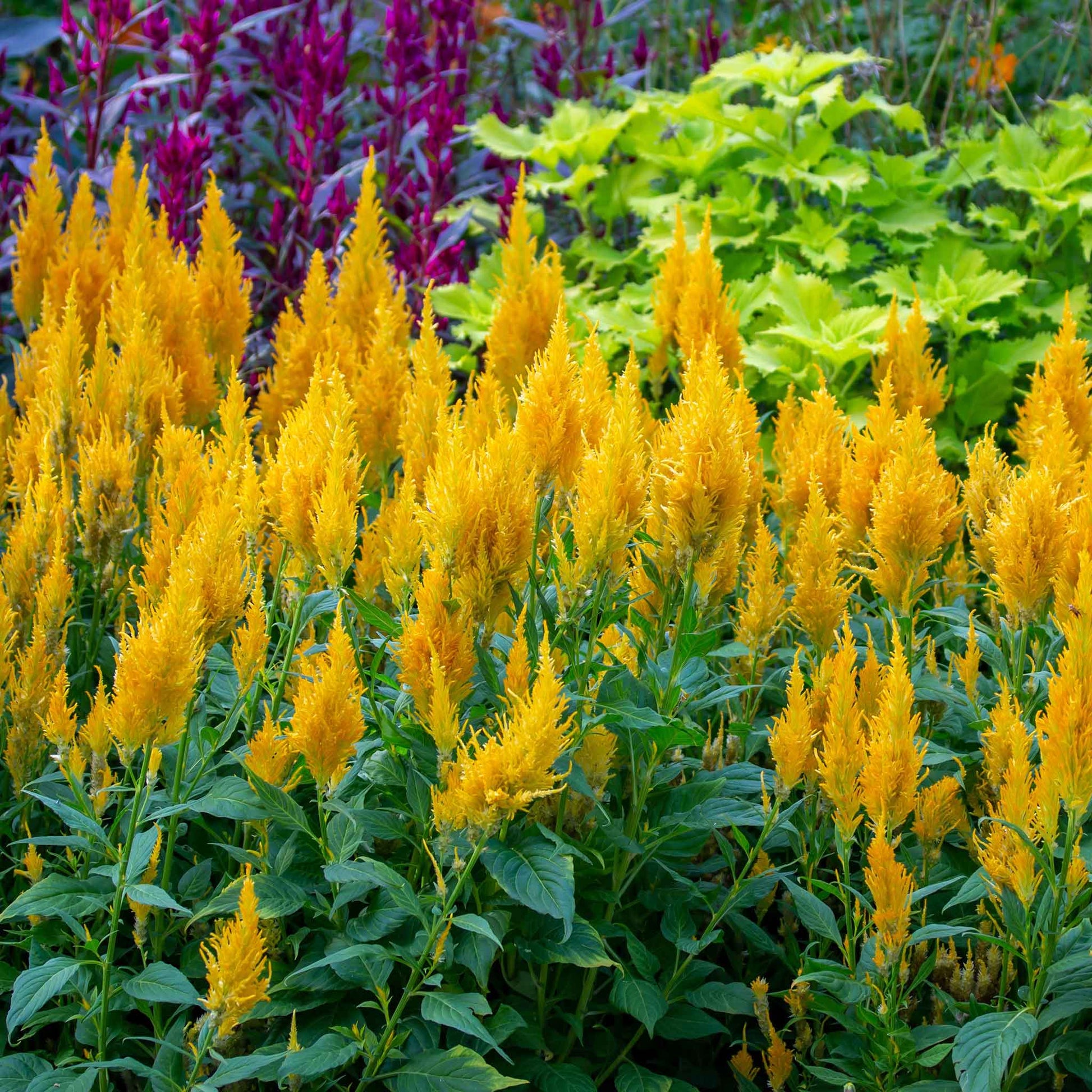 Bright yellow Celosia Golden Plume with feathery spikes against a blurred green background.