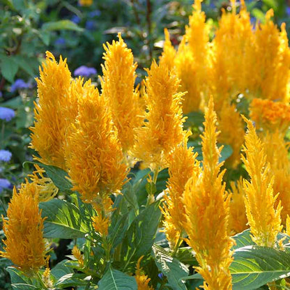 Tall golden yellow Celosia Golden Plume flowers growing against a blurred green background.