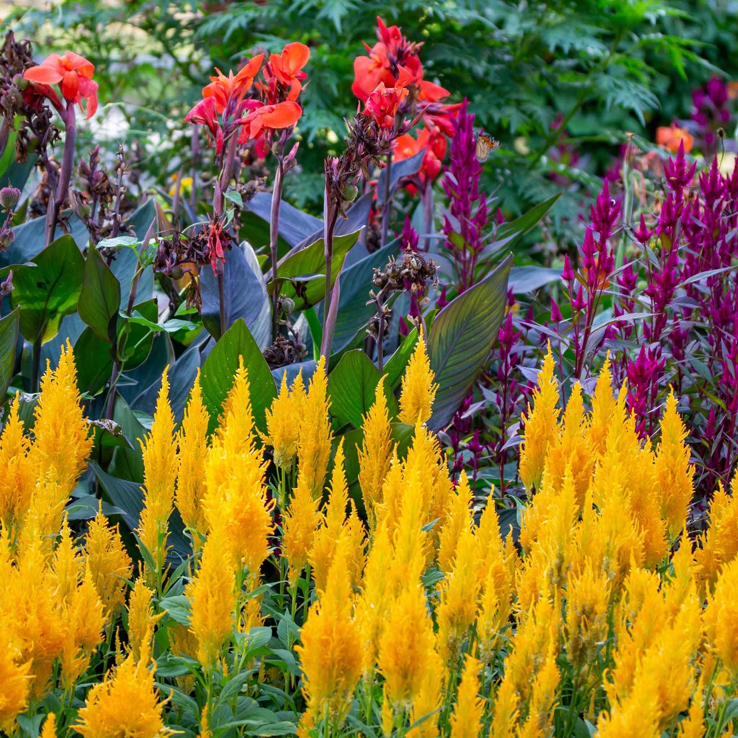 Yellow and orange Celosia Golden Plume feathery blooms with green foliage in the background.